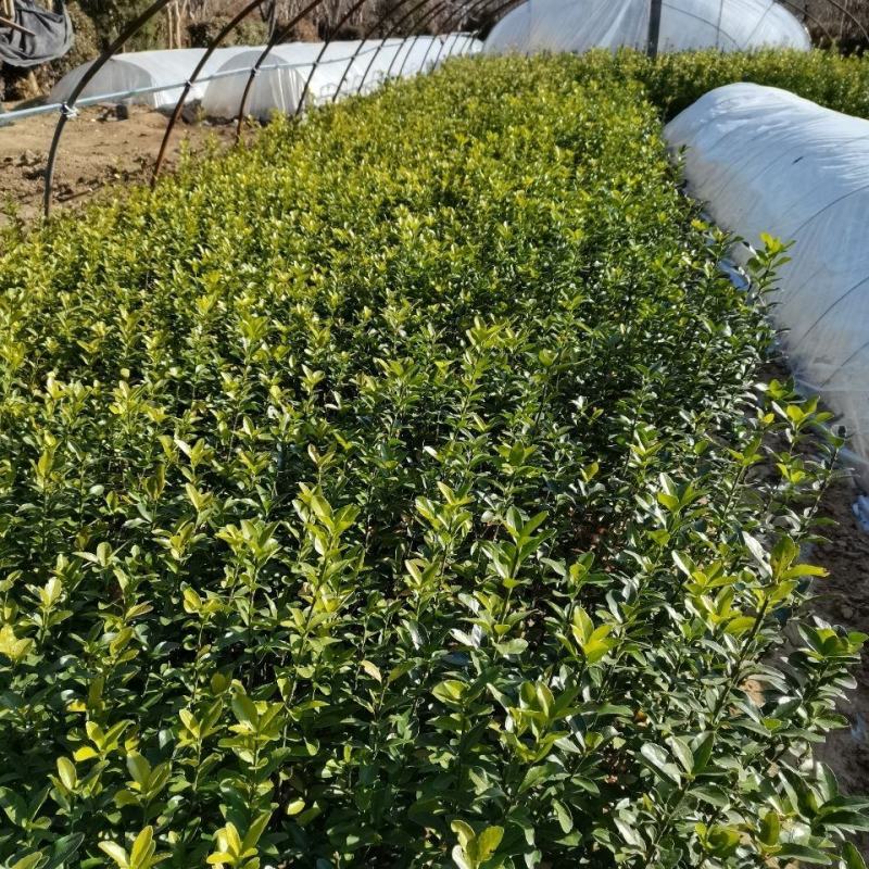 大叶冬青四季常青万年青庭院种植地栽盆栽篱笆围墙绿化苗木批