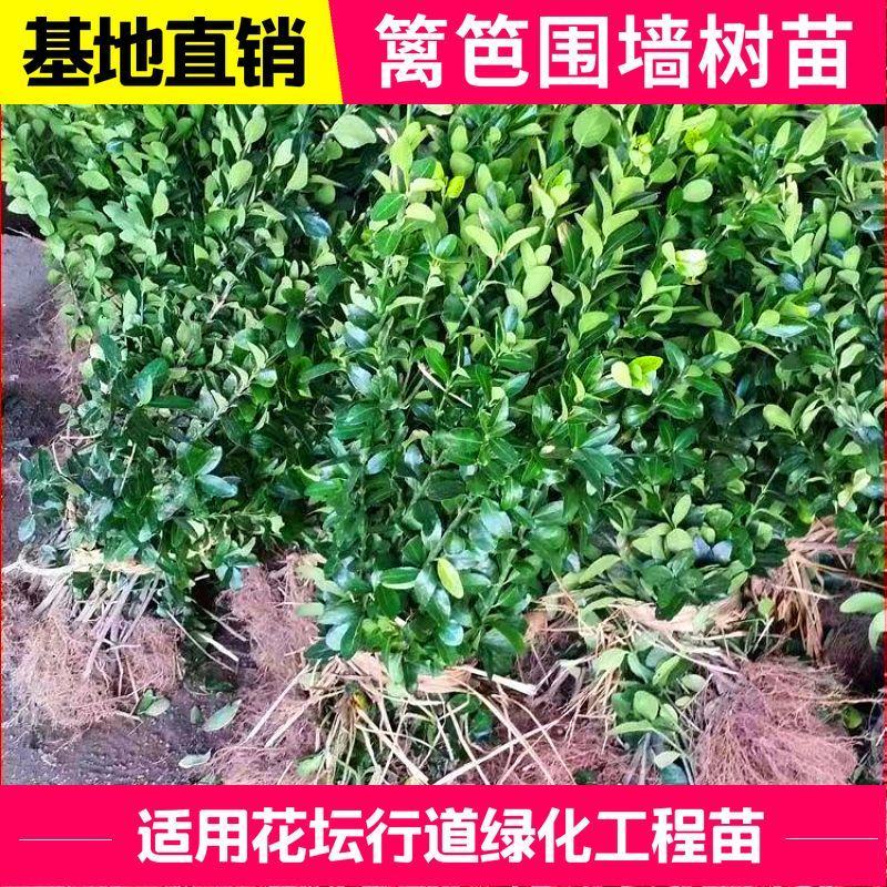 大叶冬青四季常青万年青庭院种植地栽盆栽篱笆围墙绿化苗木批