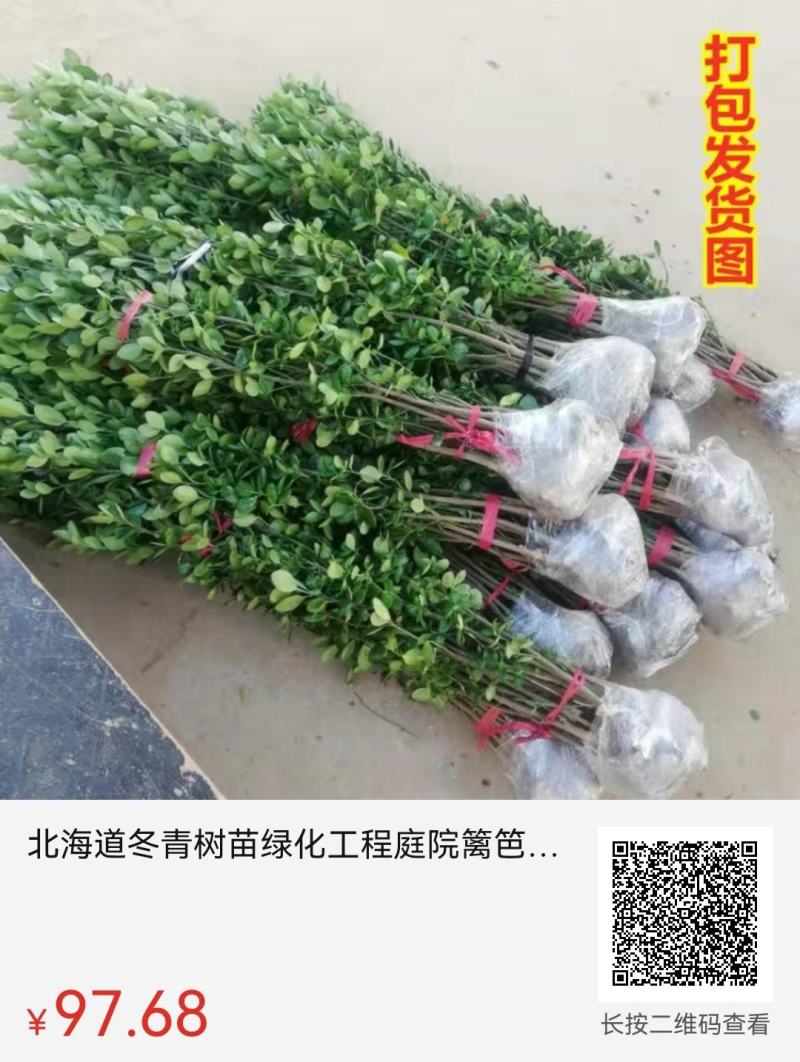 大叶冬青四季常青万年青庭院种植地栽盆栽篱笆围墙绿化苗木批