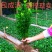 大叶冬青四季常青万年青庭院种植地栽盆栽篱笆围墙绿化苗木批