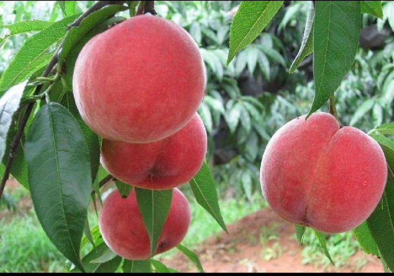 桃红桃基地直发质量保证可提供包邮5斤一箱29.9