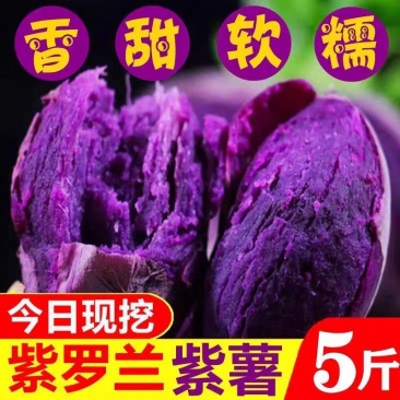 【紫薯】广西紫薯香甜软糯皮薄现挖紫罗兰紫薯产地直发包邮