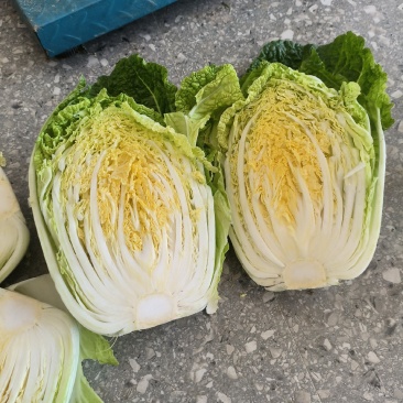 精品矮颗黄心大白菜白菜黄心白菜大量上市中欢迎采
