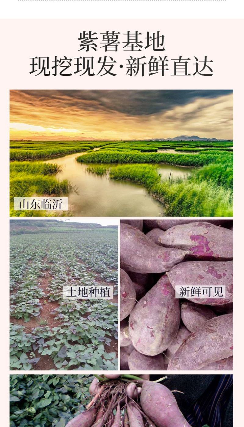【紫薯】广西紫薯香甜软糯皮薄现挖紫罗兰紫薯产地直发包邮