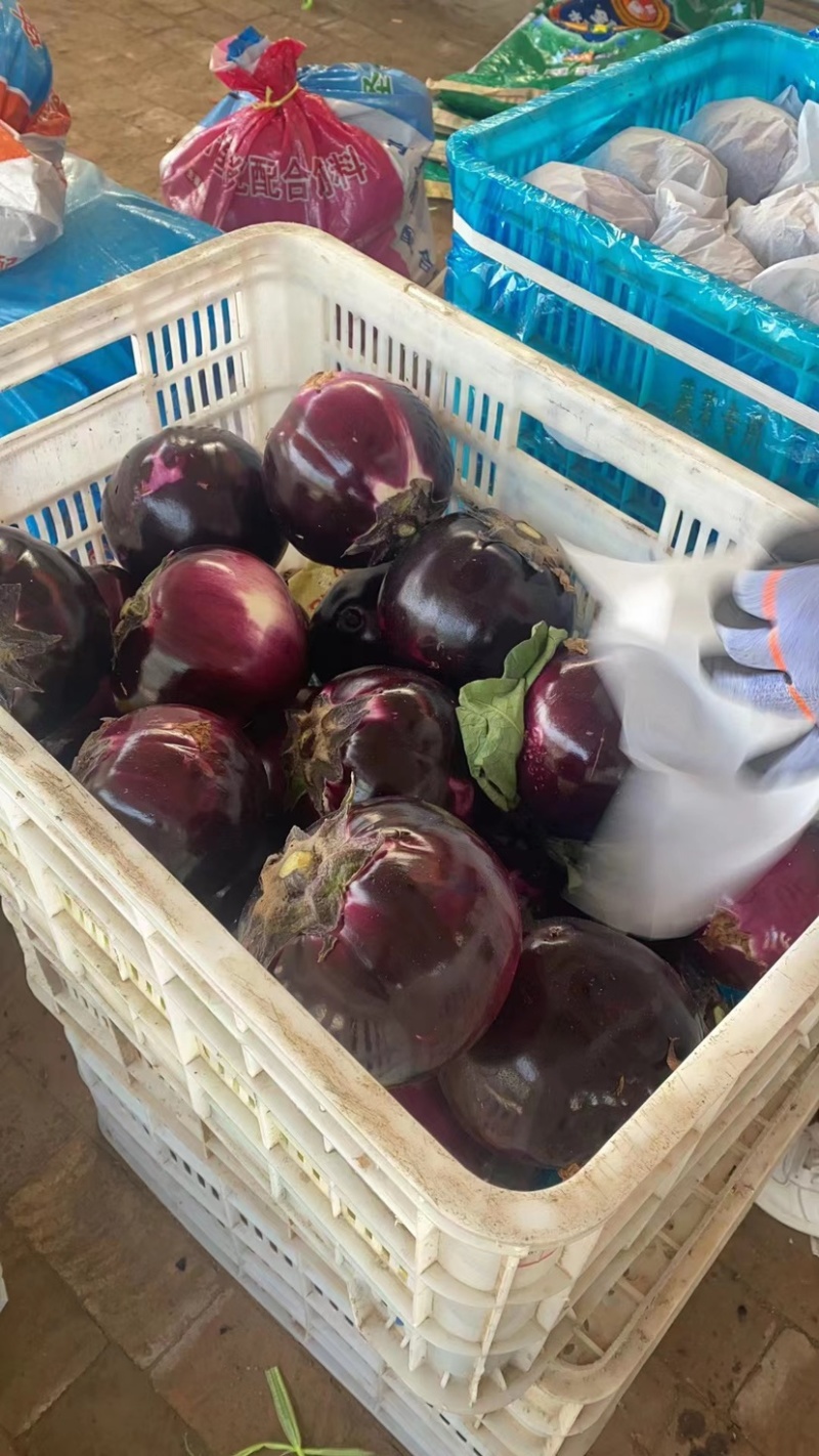 【精品圆茄】全国发货大量上市基地直发红茄