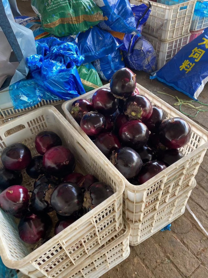 【精品圆茄】全国发货大量上市基地直发红茄