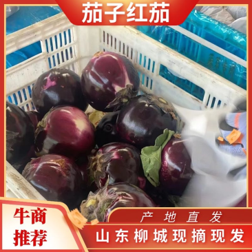 【精品圆茄】全国发货大量上市基地直发红茄