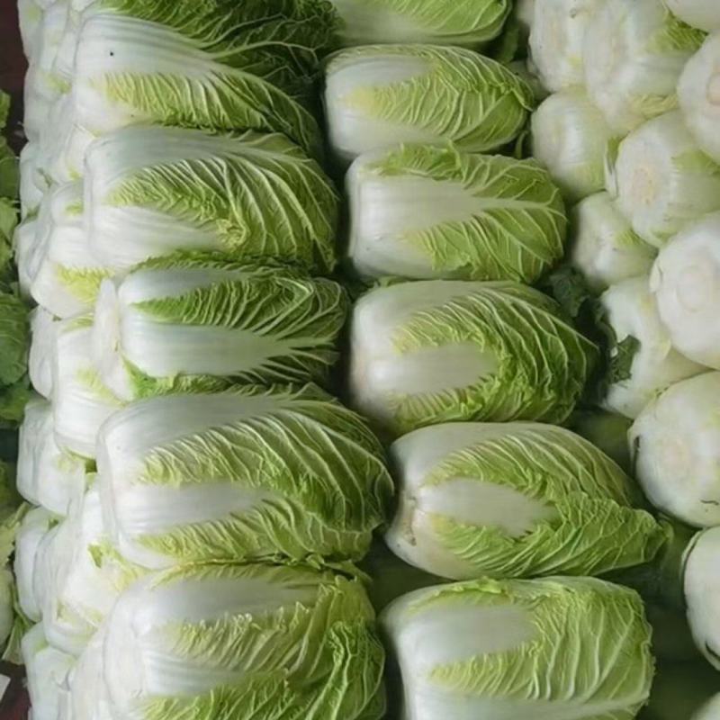 黄心大白菜