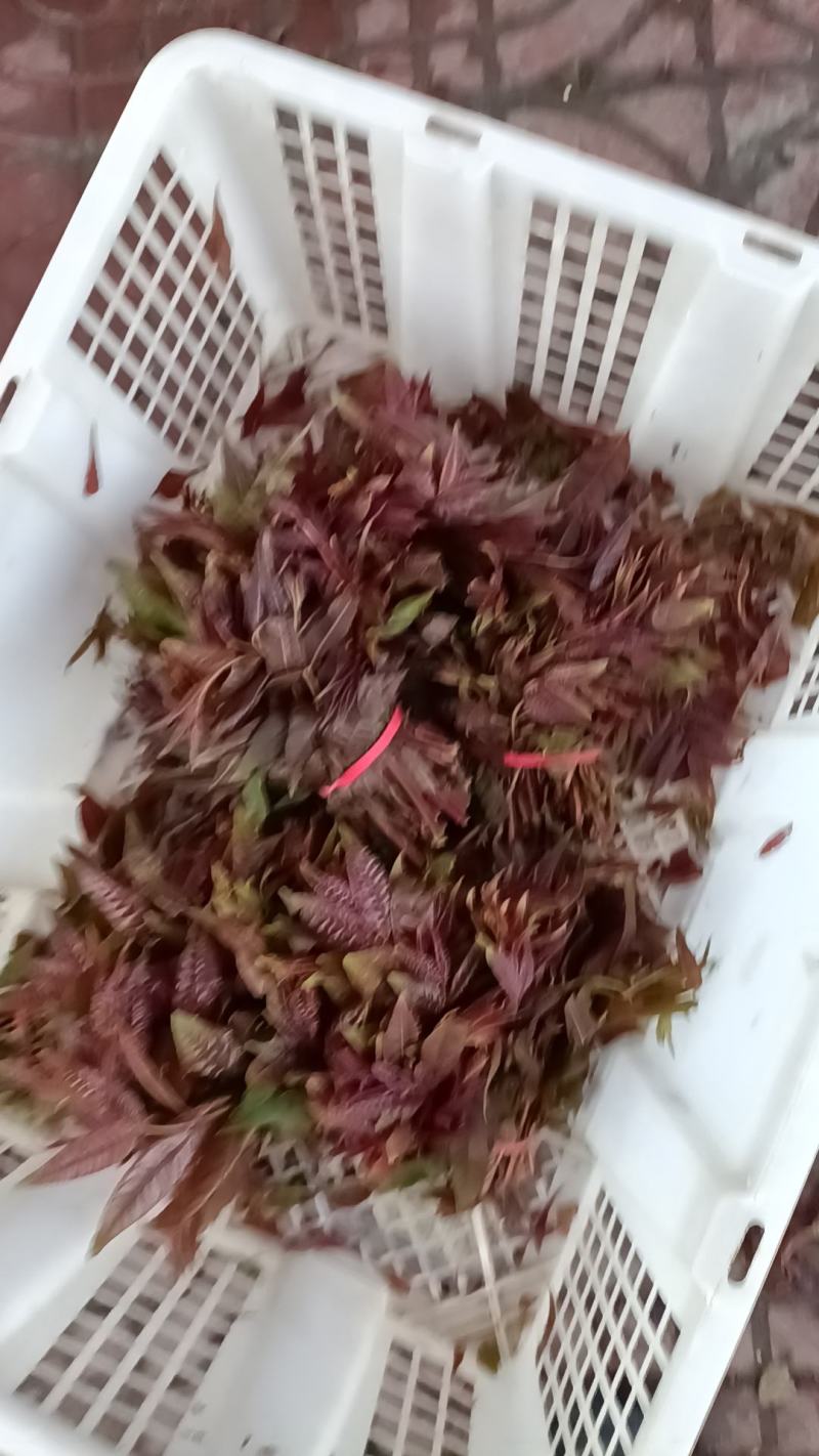 香椿咸菜货