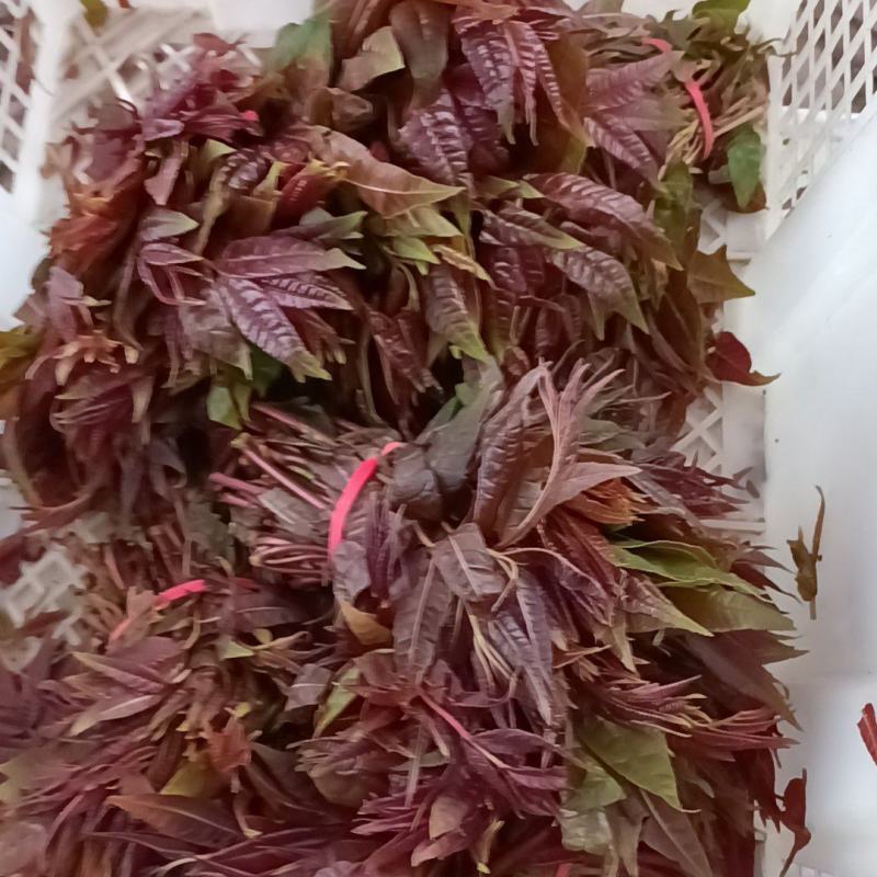 香椿咸菜货