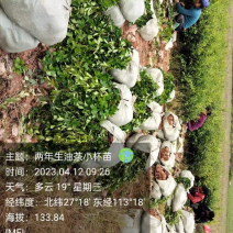 低价出售各种规格油茶苗！湘林210，长林53号等系列