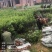 低价出售各种规格油茶苗！湘林210，长林53号等系列