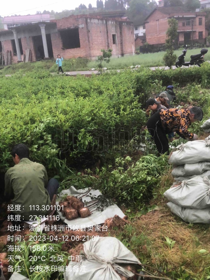 低价出售各种规格油茶苗！湘林210，长林53号等系列