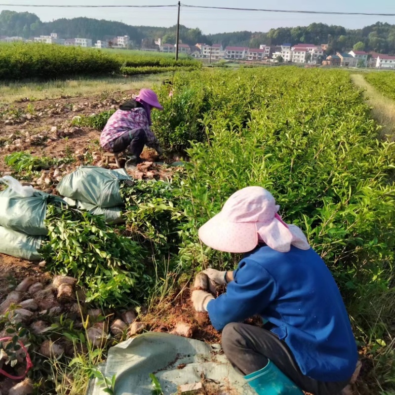 低价出售各种规格油茶苗！湘林210，长林53号等系列