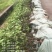 低价出售各种规格油茶苗！湘林210，长林53号等系列