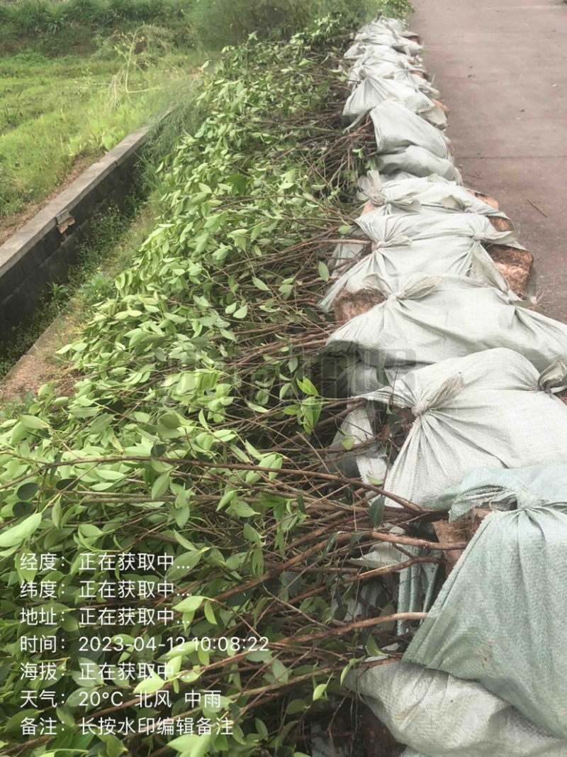 低价出售各种规格油茶苗！湘林210，长林53号等系列