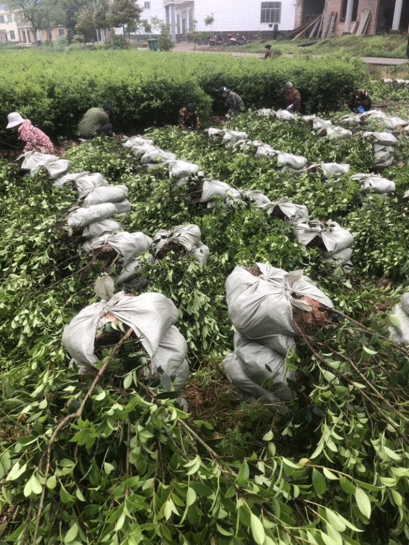 低价出售各种规格油茶苗！湘林210，长林53号等系列