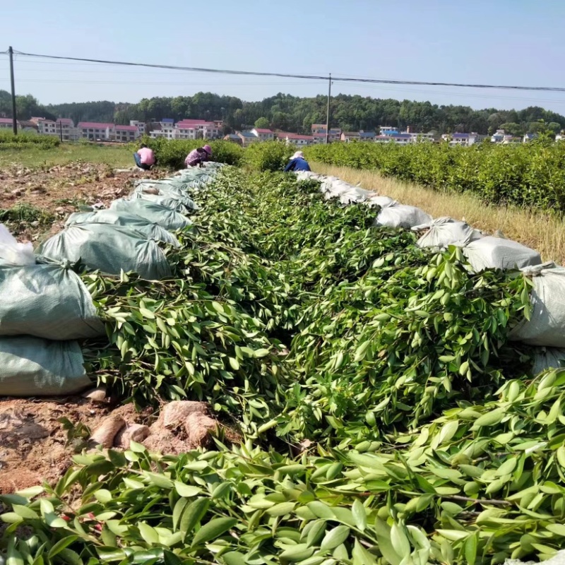 低价出售各种规格油茶苗！湘林210，长林53号等系列