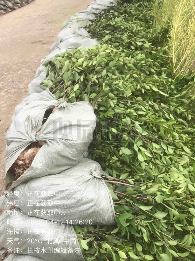 低价出售各种规格油茶苗！湘林210，长林53号等系列