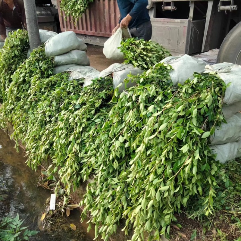 低价出售各种规格油茶苗！湘林210，长林53号等系列