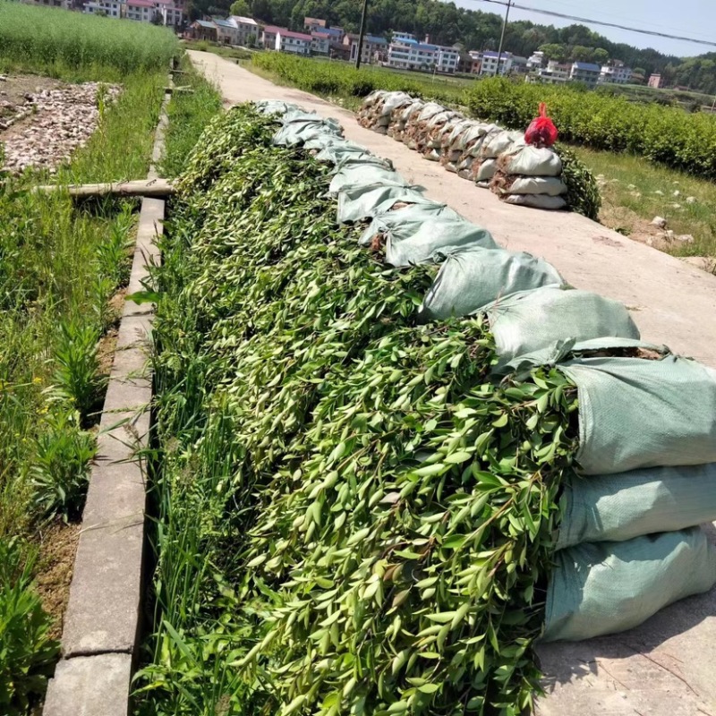 低价出售各种规格油茶苗！湘林210，长林53号等系列