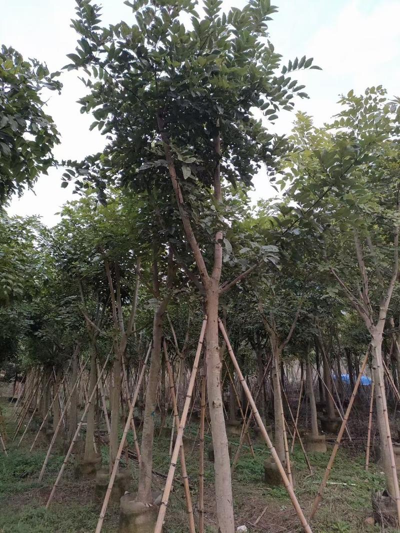 腊肠树，高度3～4米，胸径10～12公分