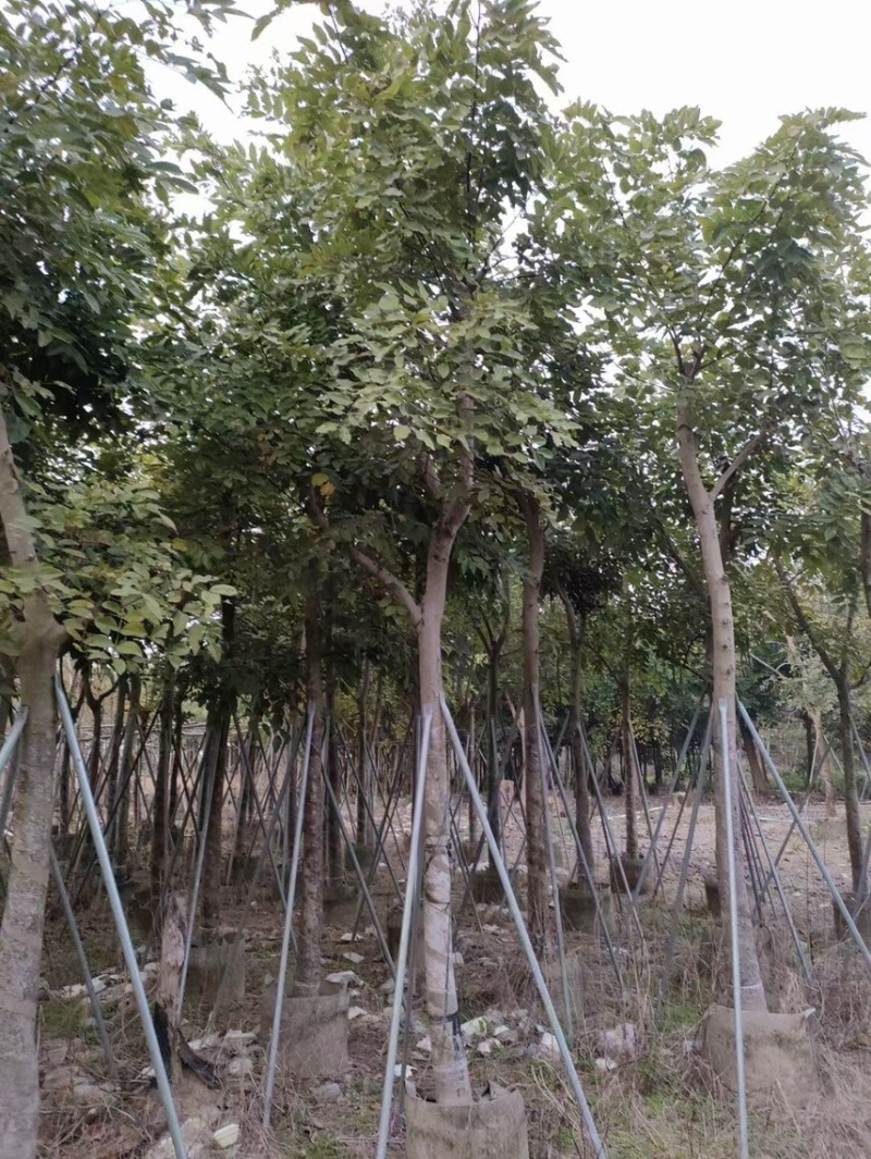 腊肠树，高度3～4米，胸径10～12公分