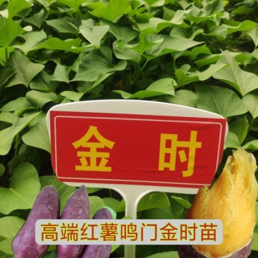 鸣门金时红薯苗，金时红薯苗红薯种，名门金引进日本红薯品种