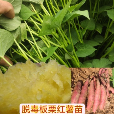济薯26板栗红薯苗济26苗脱毒苗