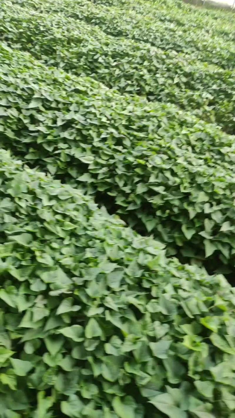 济薯26板栗红薯苗济26苗脱毒苗