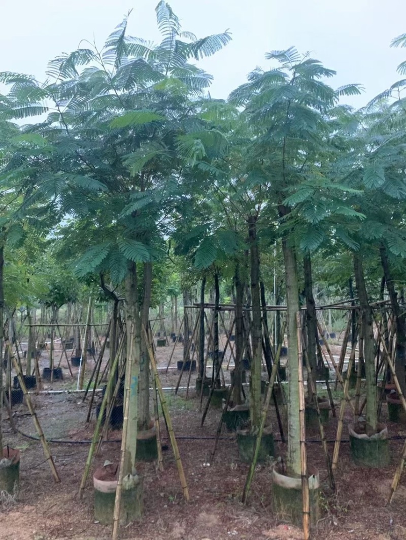 凤凰木3～40公分都有量需要的朋友可以联系