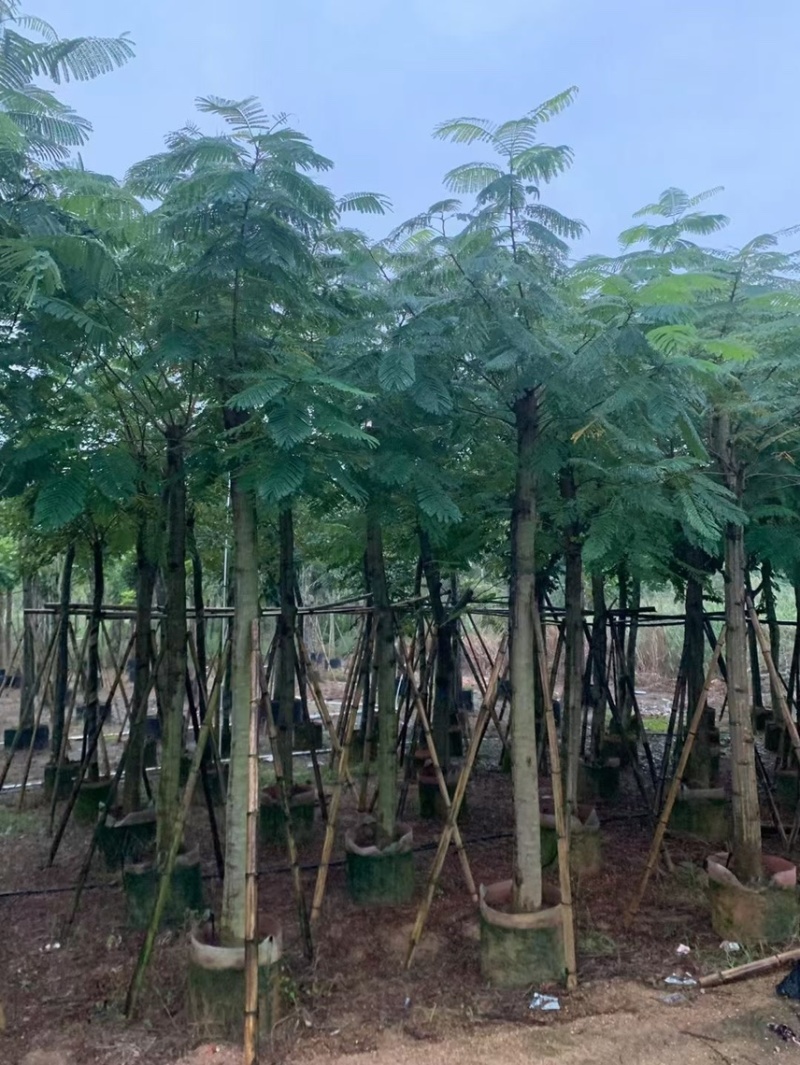凤凰木3～40公分都有量需要的朋友可以联系
