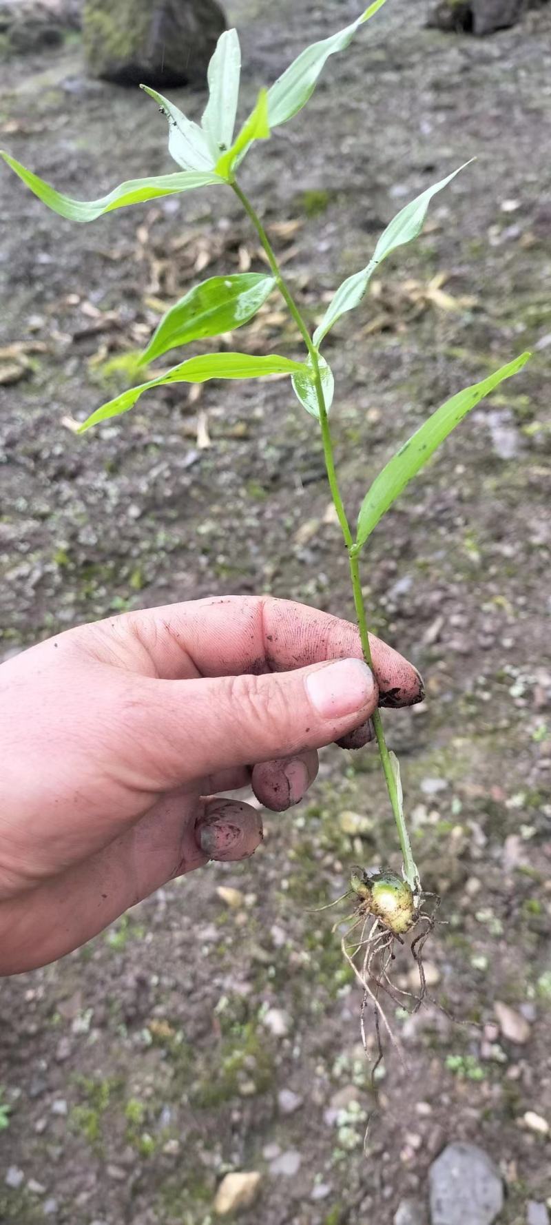 姜形倒苗黄精苗产地直发块茎两公分以上死苗包补