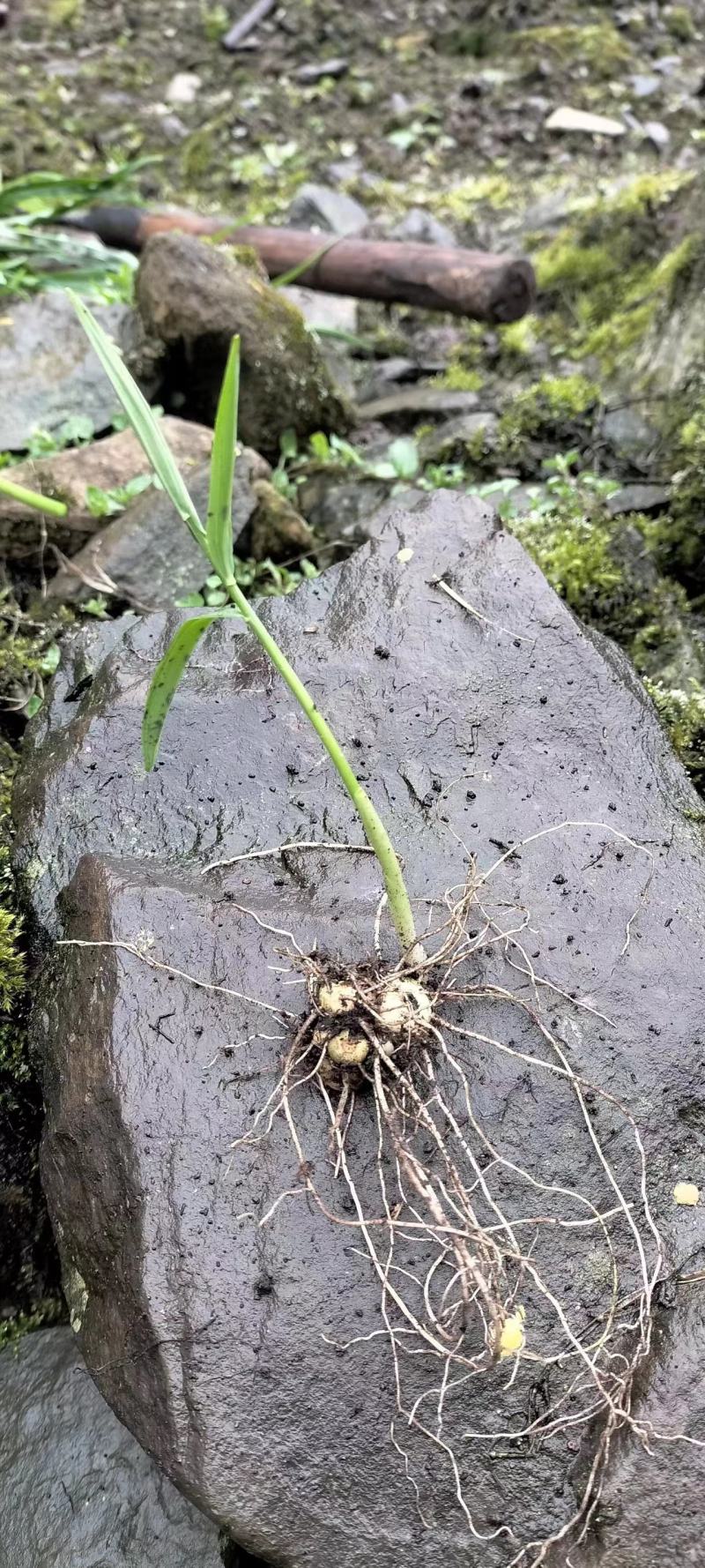 姜形倒苗黄精苗产地直发块茎两公分以上死苗包补