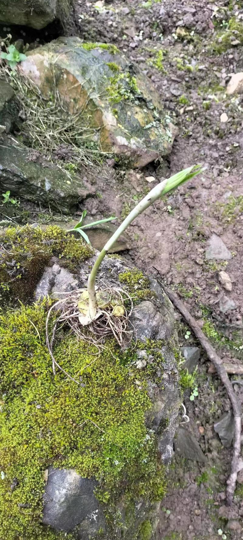 姜形倒苗黄精苗产地直发块茎两公分以上死苗包补