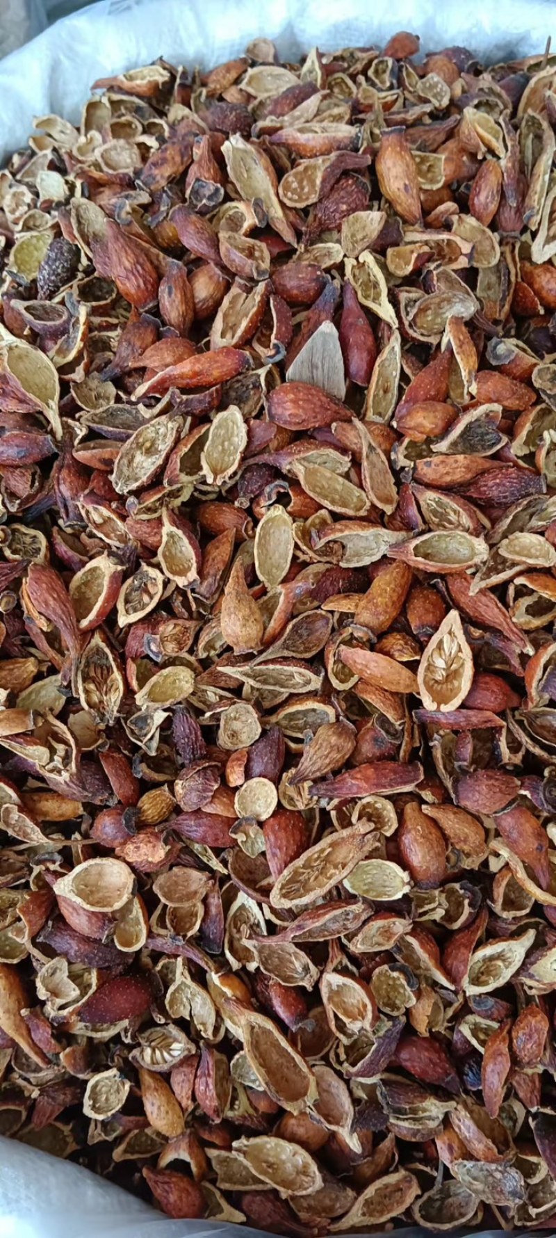 中药材金樱子