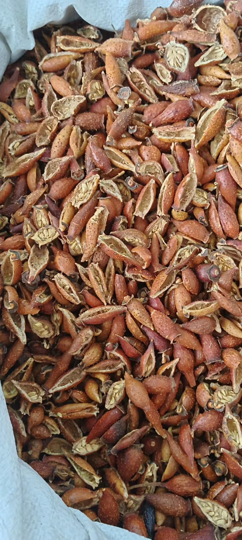中药材金樱子