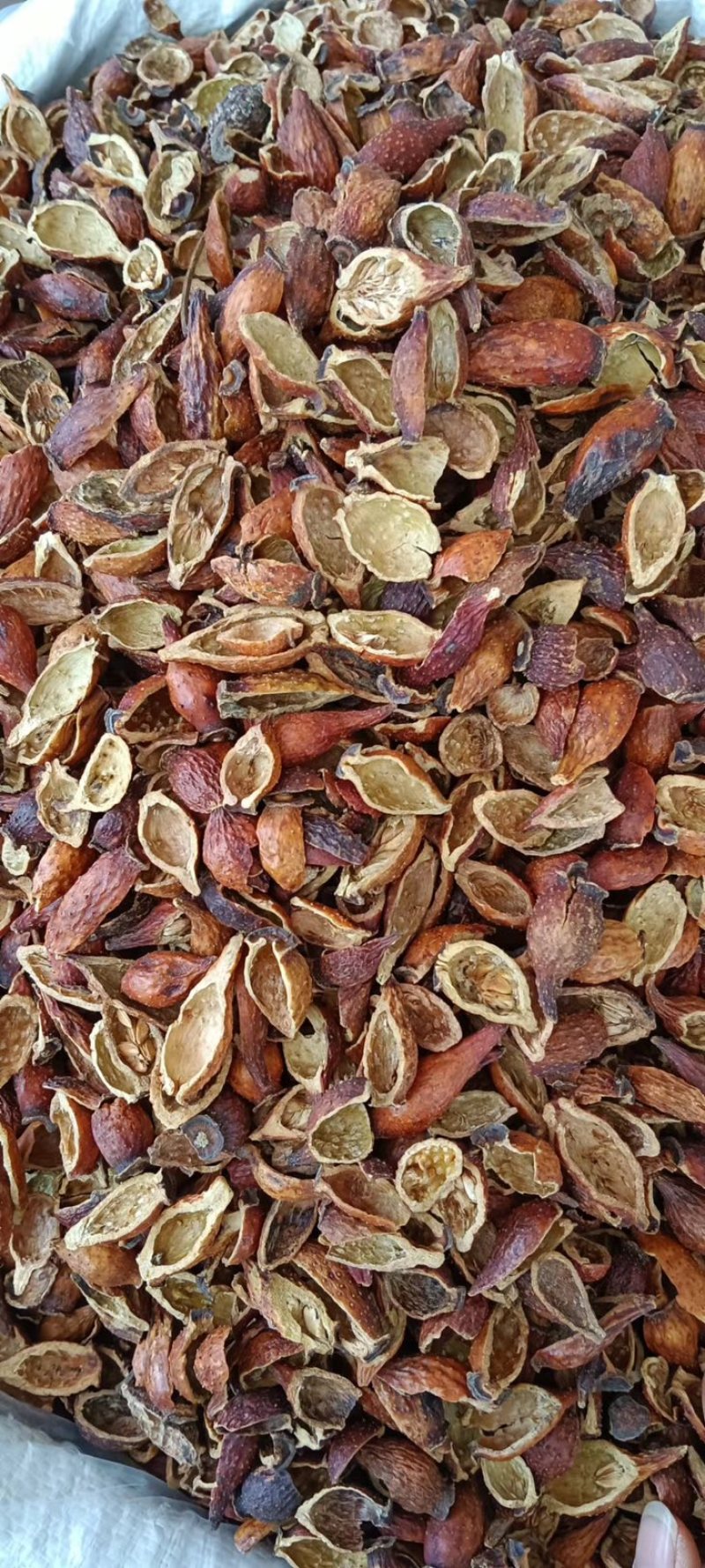 中药材金樱子