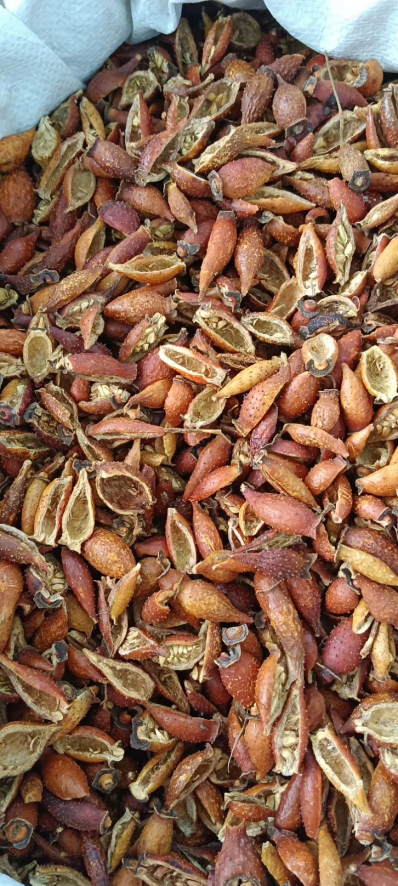 中药材金樱子
