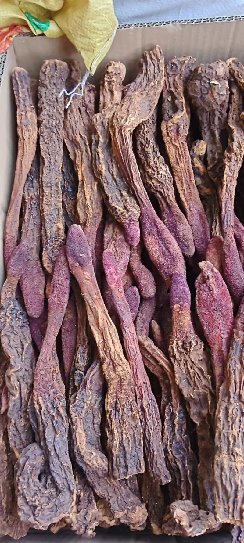 中药材锁阳