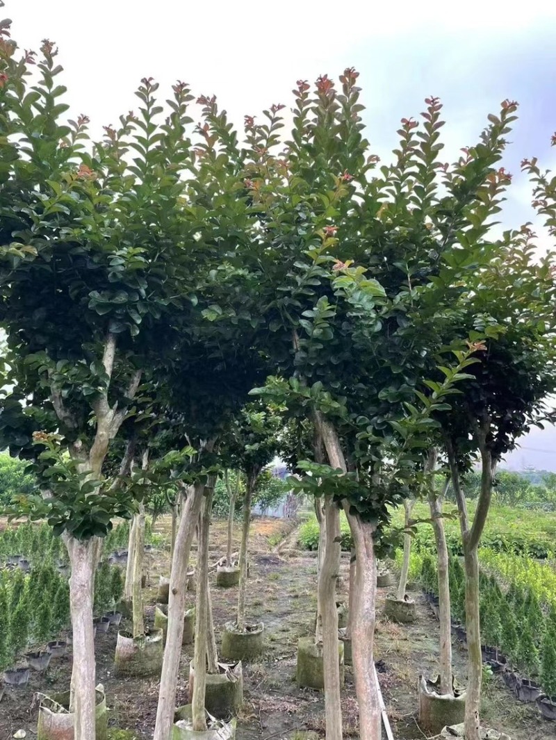 小叶紫微3～25公分