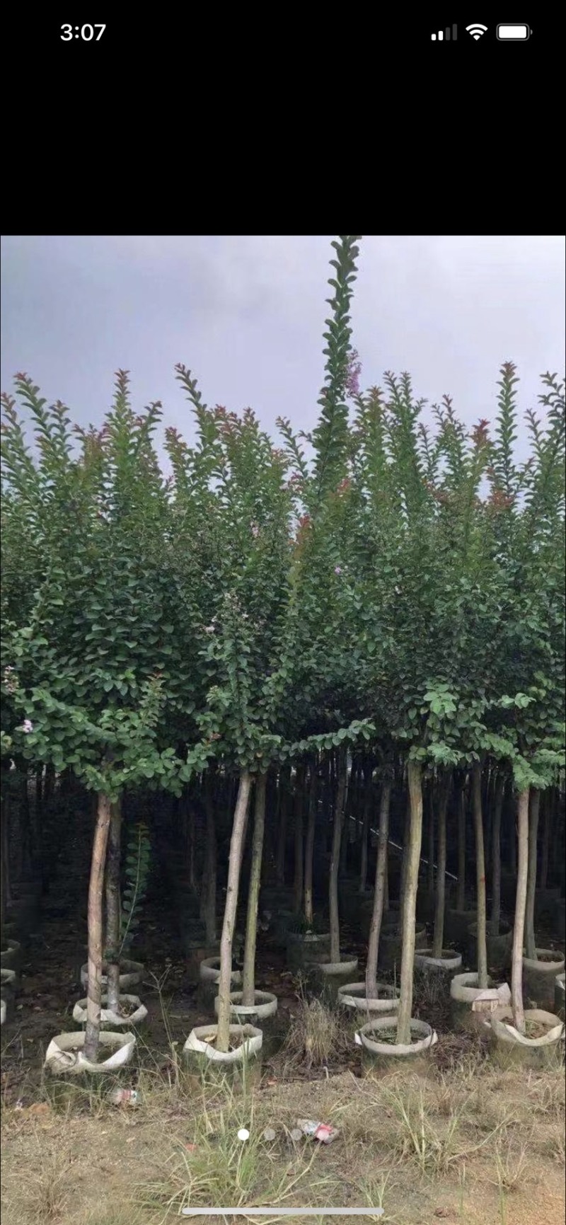 小叶紫微3～25公分