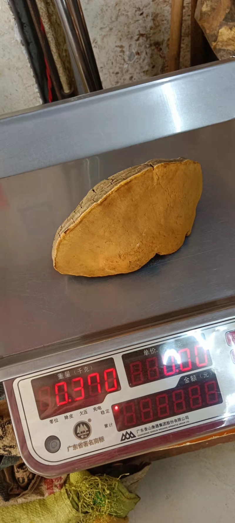 中药材桑黄