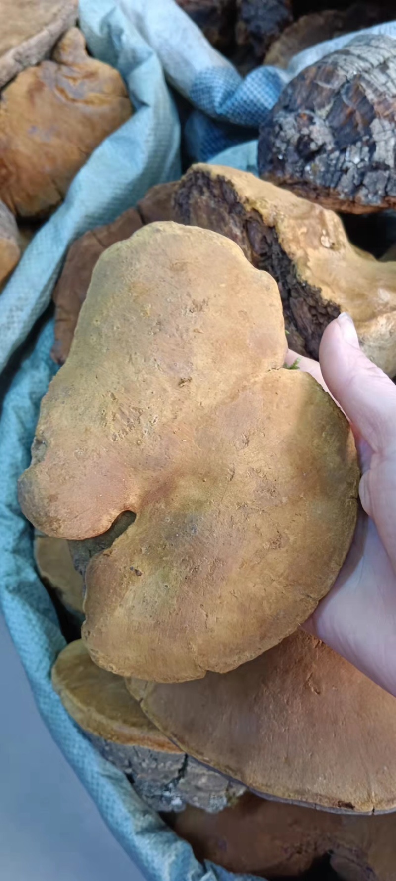 中药材桑黄