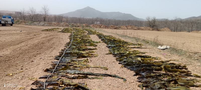 【实力热卖】大连干海带无沙海带自家晾晒，一手货源可视频看货