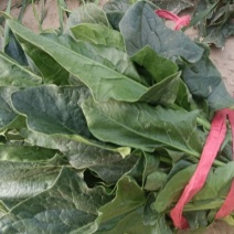 百亩菠菜基地大量有货代发全国