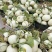 山东单县玉菇甜瓜大量上市中，冰淇淋甜瓜，对接电商商超市场
