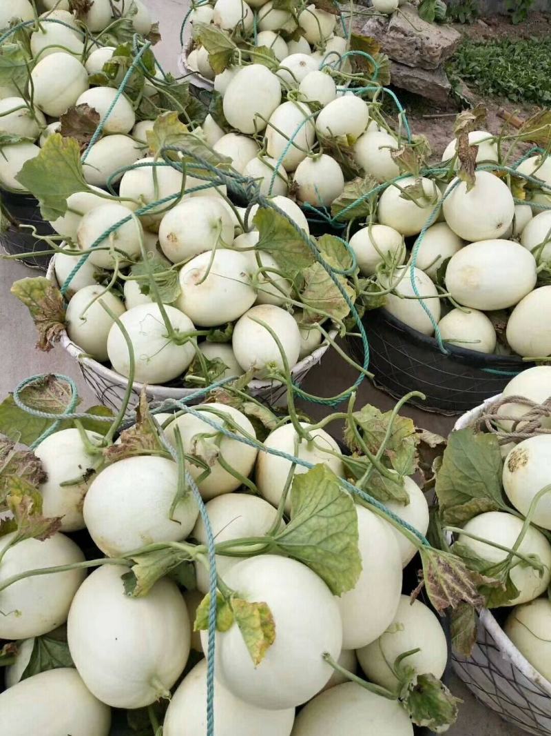 山东单县玉菇甜瓜大量上市中，冰淇淋甜瓜，对接电商商超市场