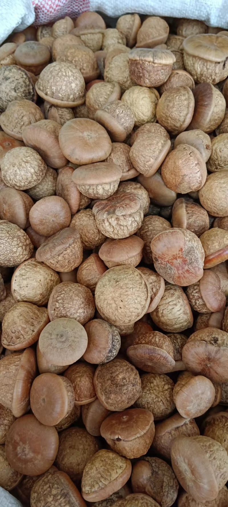 中药材风流果
