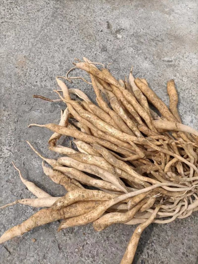 深山老林野生中药材百部